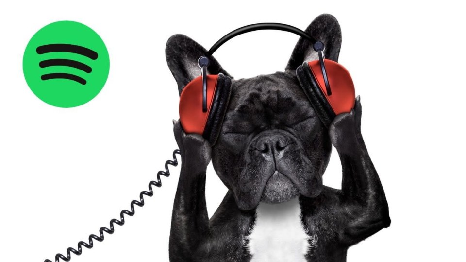 Zvířecí playlisty ve Spotify